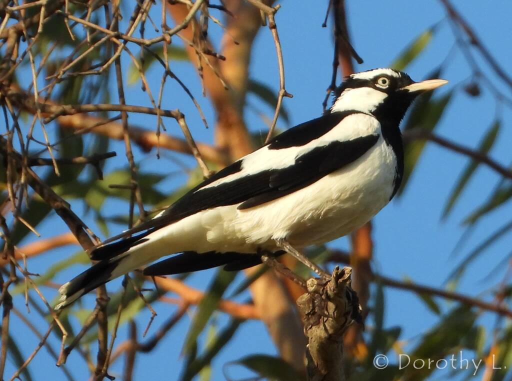 Magpie-lark (Grallina cyanoleuca)