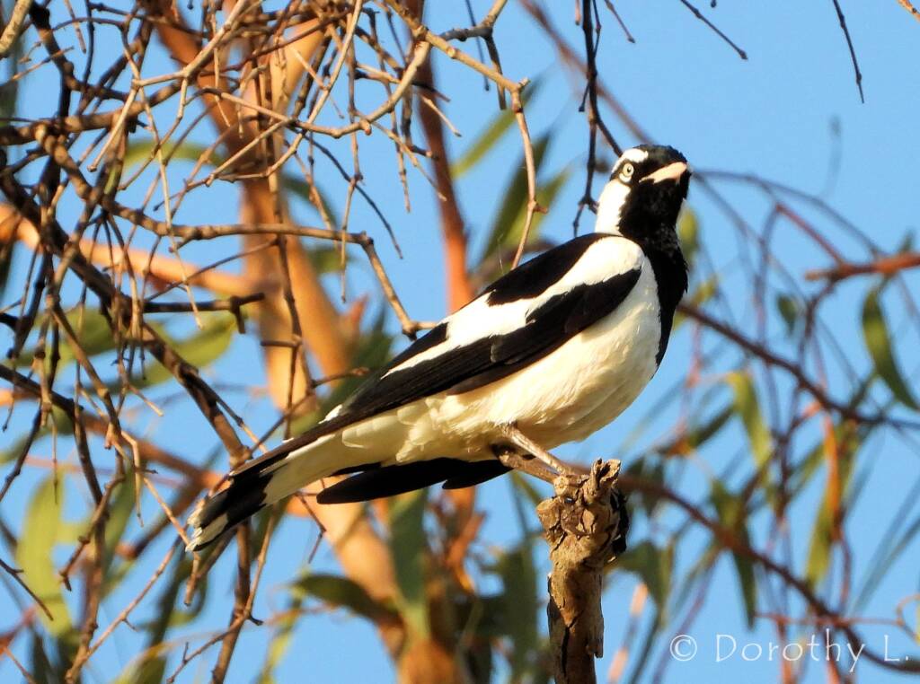 Magpie-lark (Grallina cyanoleuca)