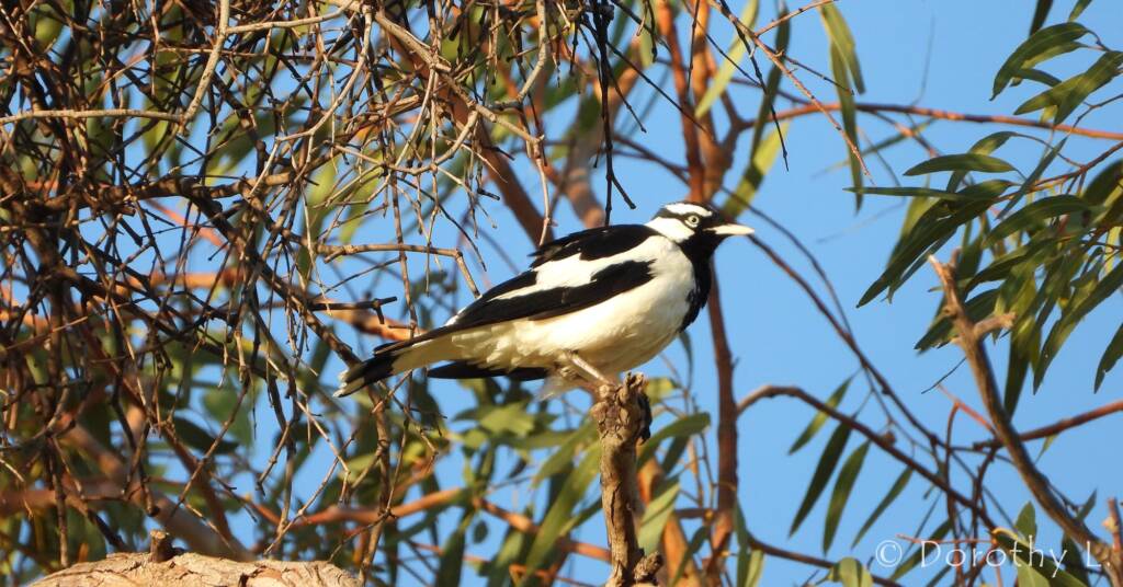 Magpie-lark (Grallina cyanoleuca)