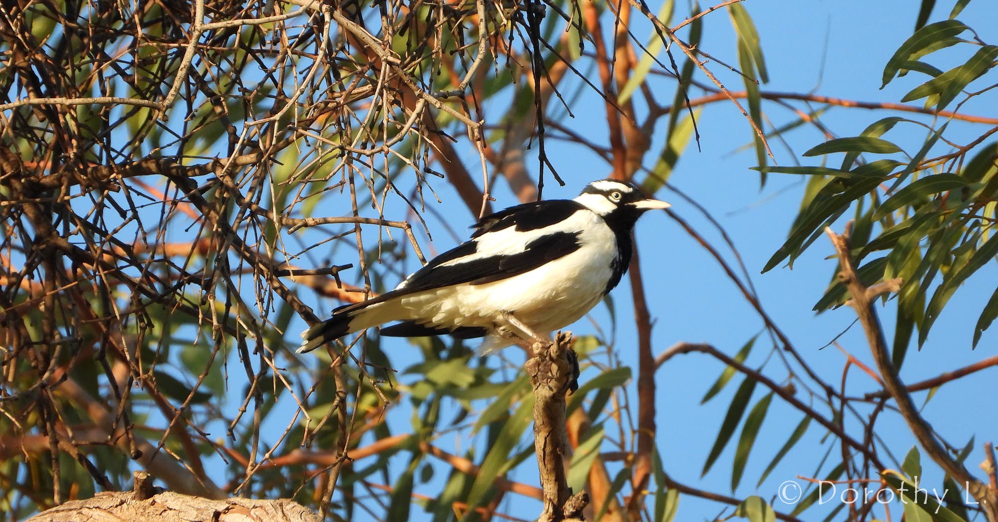 Magpie-lark (Grallina cyanoleuca)