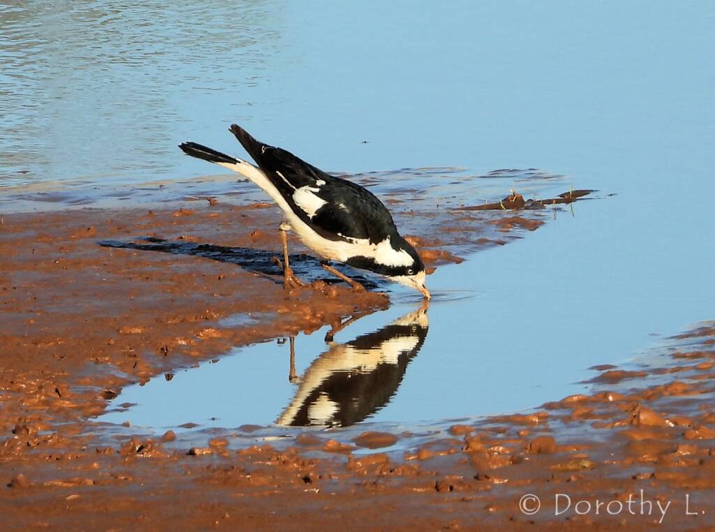 Magpie-lark (Grallina cyanoleuca)