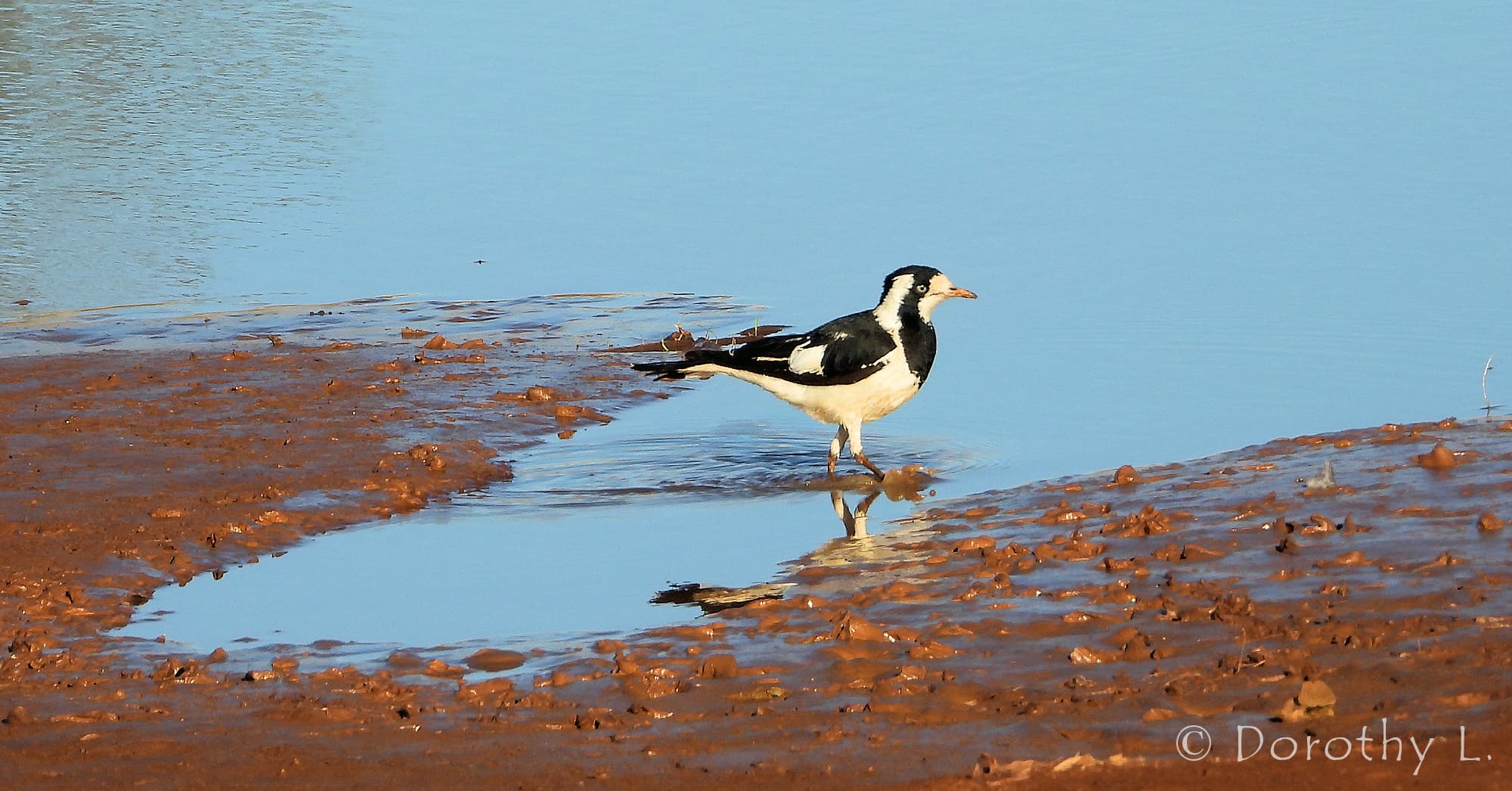 Magpie-lark (Grallina cyanoleuca)