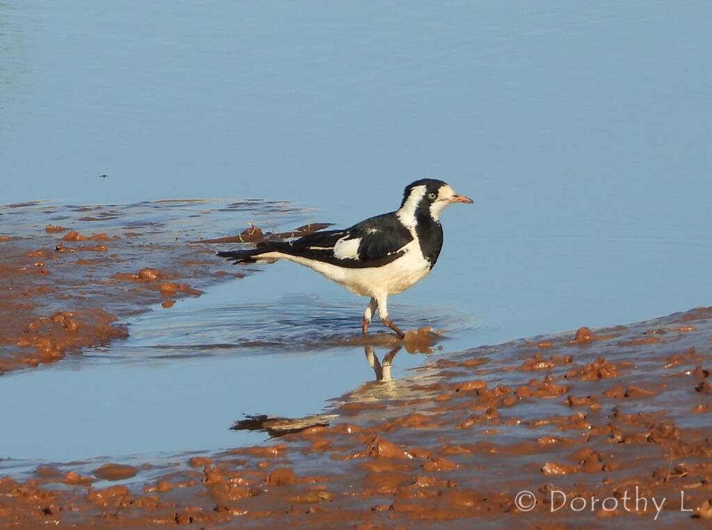 Magpie-lark (Grallina cyanoleuca)
