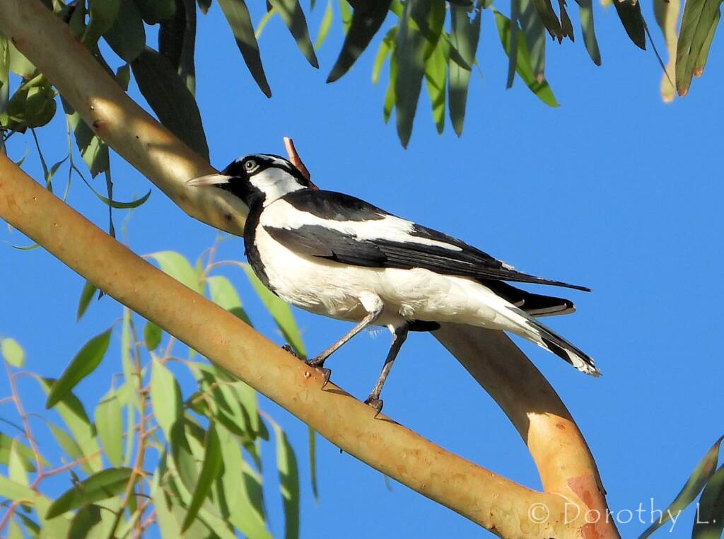 Magpie-lark (Grallina cyanoleuca)