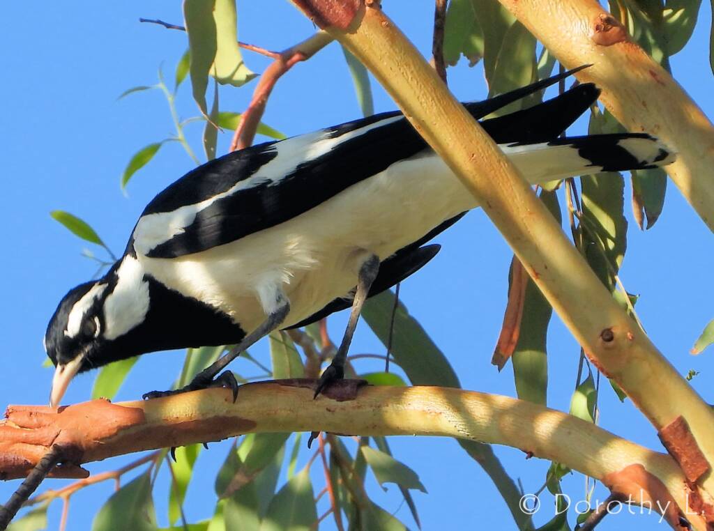 Magpie-lark (Grallina cyanoleuca)