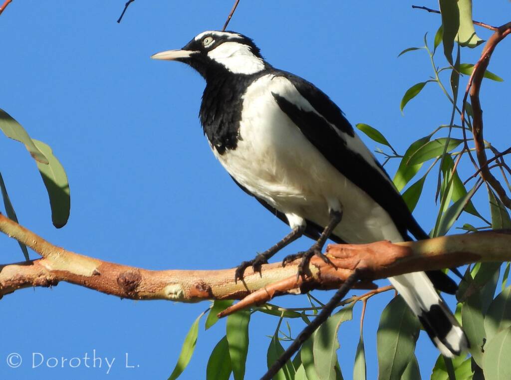 Magpie-lark (Grallina cyanoleuca)
