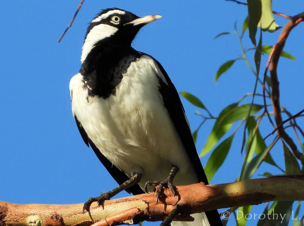 Magpie-lark (Grallina cyanoleuca)