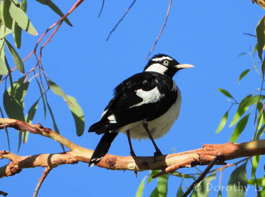 Magpie-lark (Grallina cyanoleuca)