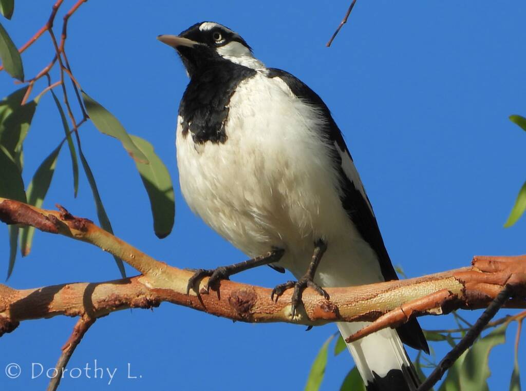 Magpie-lark (Grallina cyanoleuca)