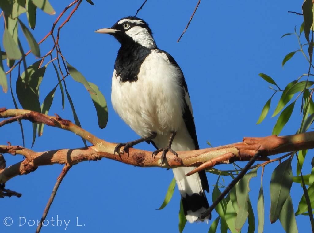 Magpie-lark (Grallina cyanoleuca)
