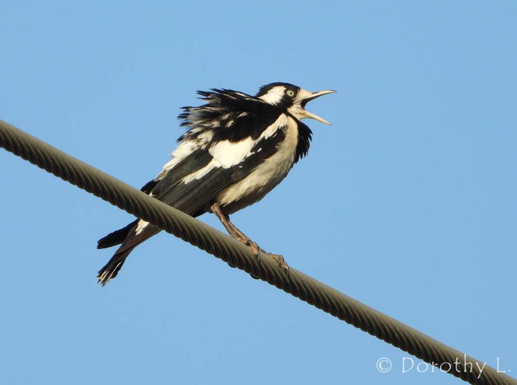 Magpie-lark (Grallina cyanoleuca)