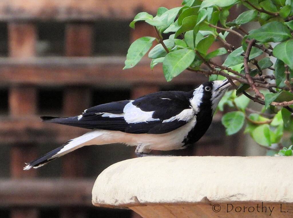 Magpie-lark (Grallina cyanoleuca)