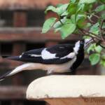 Magpie-lark (Grallina cyanoleuca)