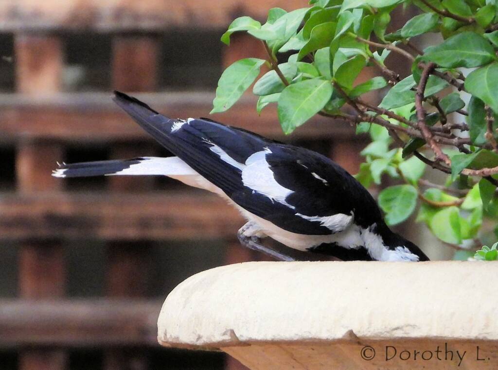 Magpie-lark (Grallina cyanoleuca)