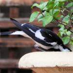 Magpie-lark (Grallina cyanoleuca)