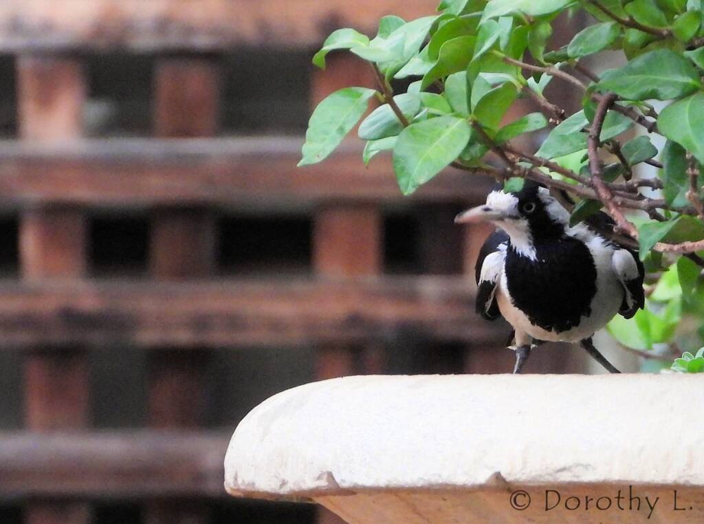 Magpie-lark (Grallina cyanoleuca)