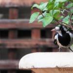 Magpie-lark (Grallina cyanoleuca)