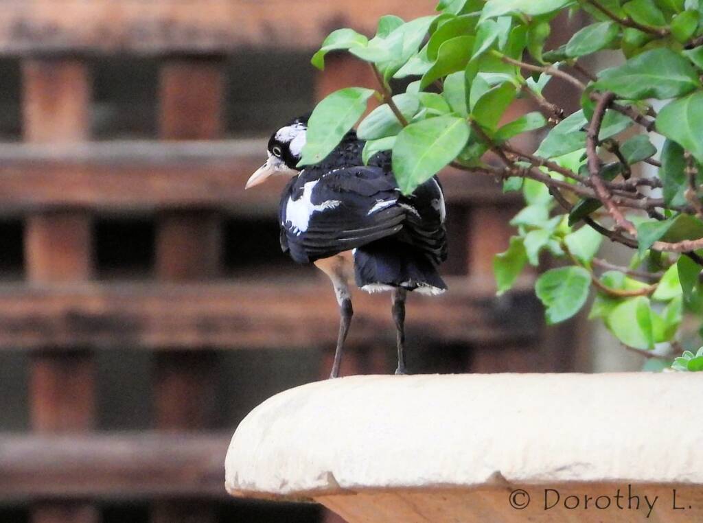 Magpie-lark (Grallina cyanoleuca)
