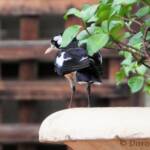 Magpie-lark (Grallina cyanoleuca)