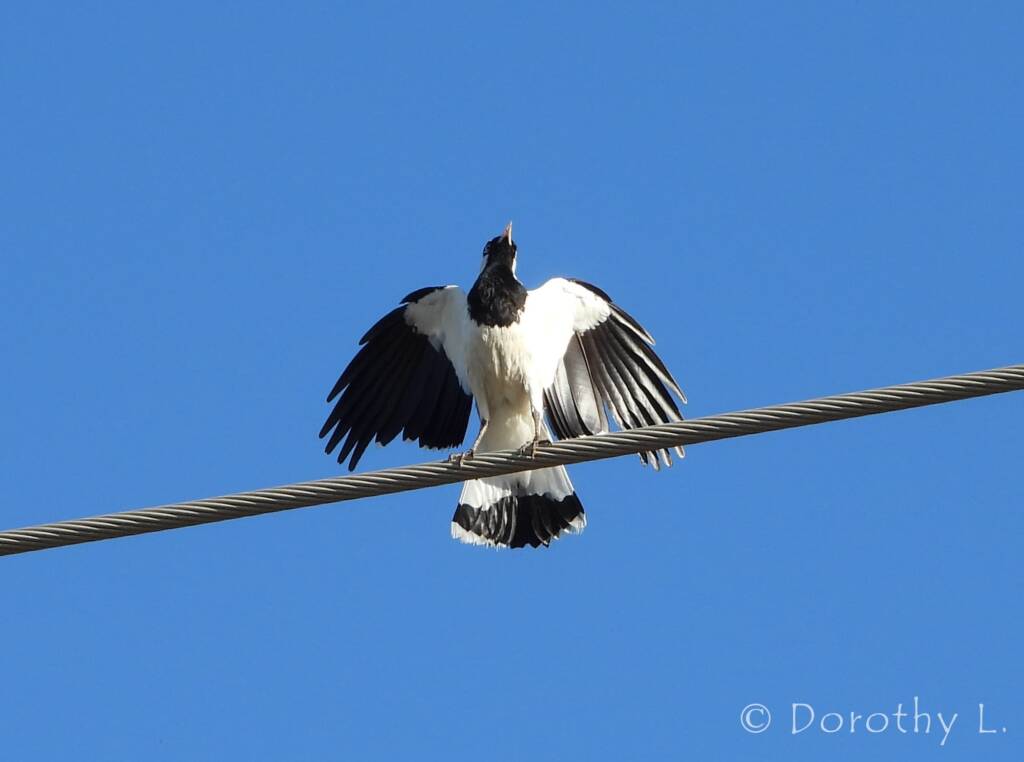 Magpie-lark (Grallina cyanoleuca)