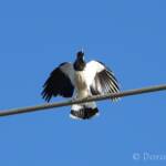 Magpie-lark (Grallina cyanoleuca)