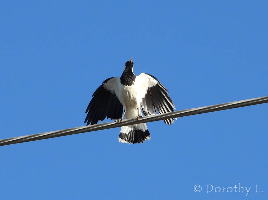 Magpie-lark (Grallina cyanoleuca)