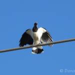 Magpie-lark (Grallina cyanoleuca)