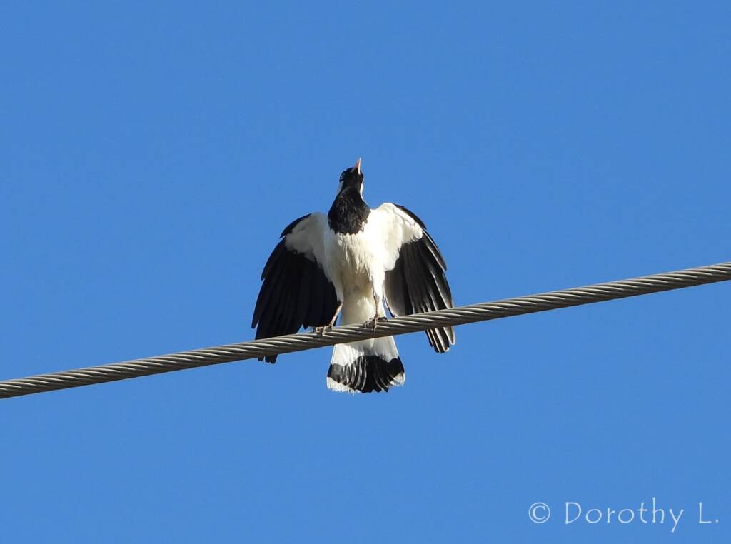 Magpie-lark (Grallina cyanoleuca)
