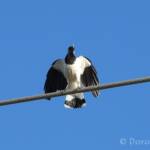 Magpie-lark (Grallina cyanoleuca)