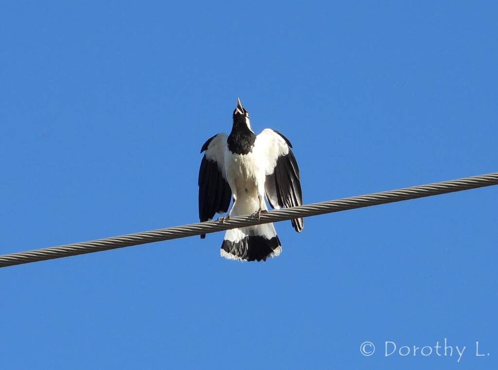 Magpie-lark (Grallina cyanoleuca)
