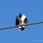 Magpie-lark (Grallina cyanoleuca)