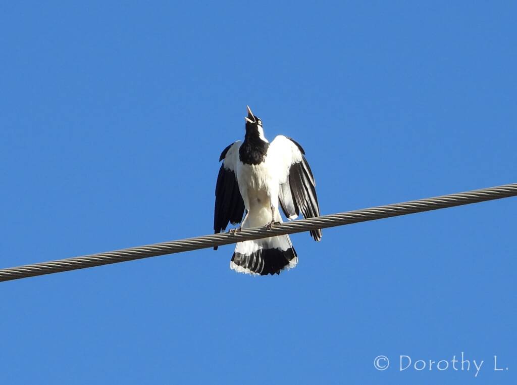 Magpie-lark (Grallina cyanoleuca)