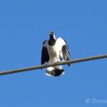 Magpie-lark (Grallina cyanoleuca)