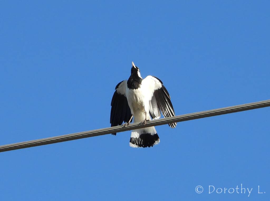 Magpie-lark (Grallina cyanoleuca)