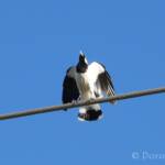 Magpie-lark (Grallina cyanoleuca)