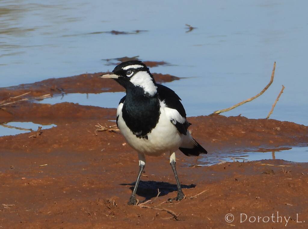 Magpie-lark (Grallina cyanoleuca)