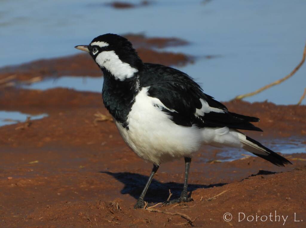 Magpie-lark (Grallina cyanoleuca)