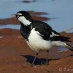 Magpie-lark (Grallina cyanoleuca)