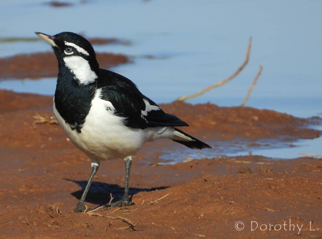 Magpie-lark (Grallina cyanoleuca)