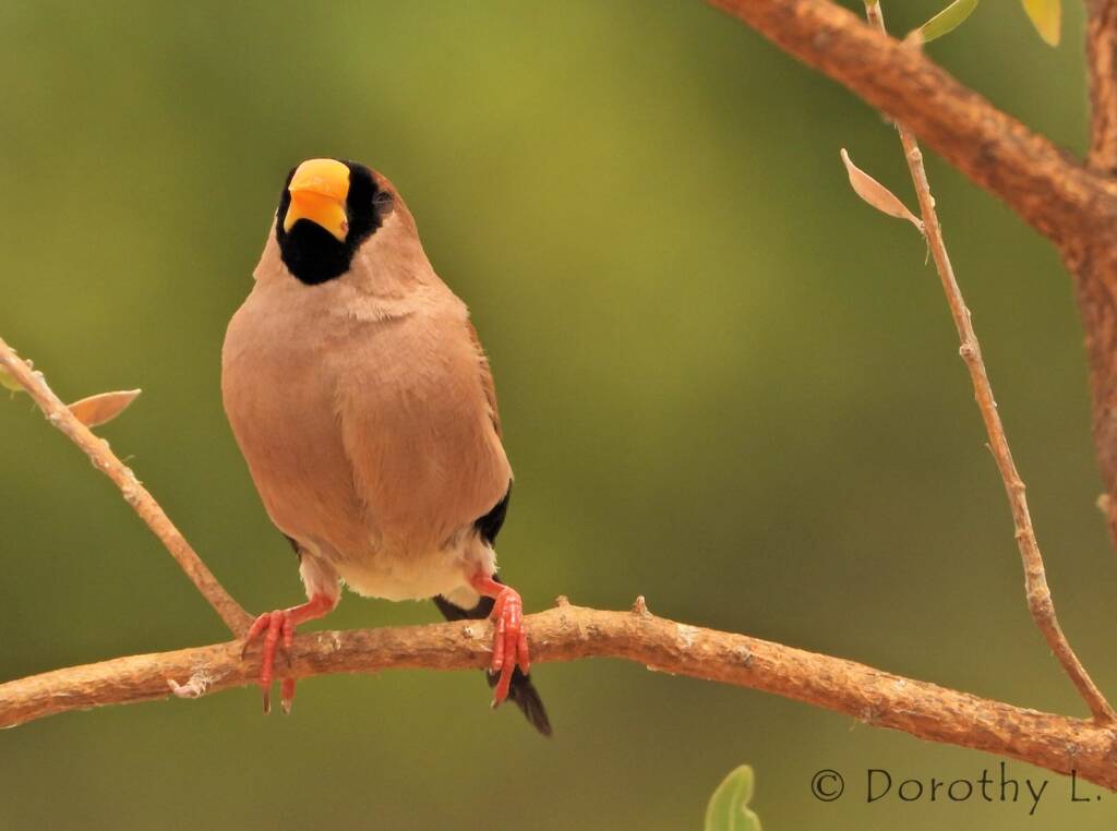 Masked Finch (Poephila personata)