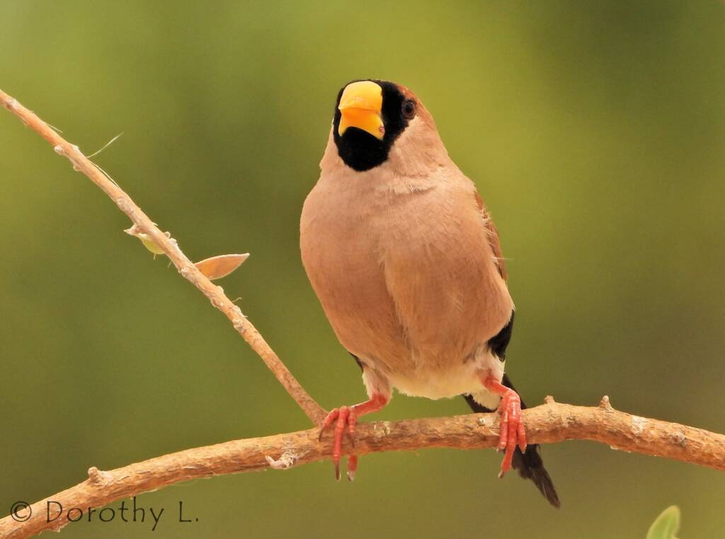 Masked Finch (Poephila personata)