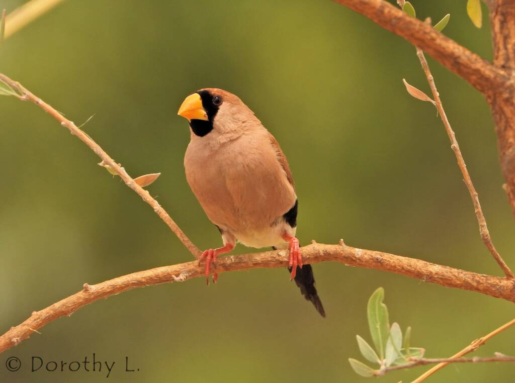 Masked Finch (Poephila personata)