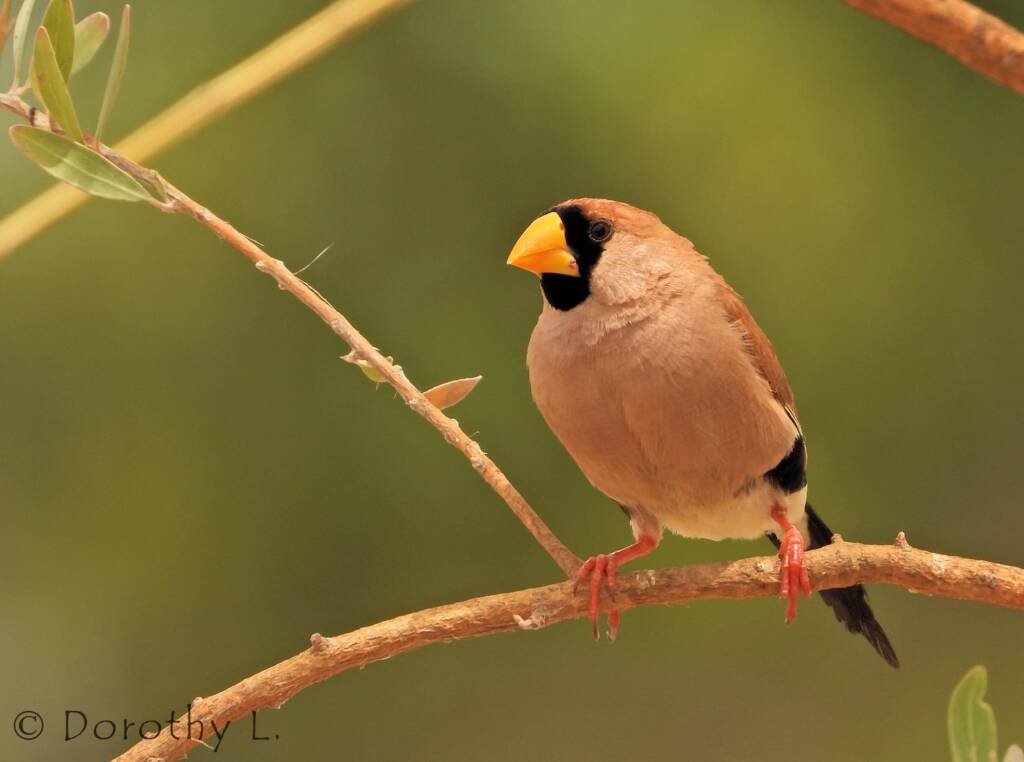 Masked Finch (Poephila personata)