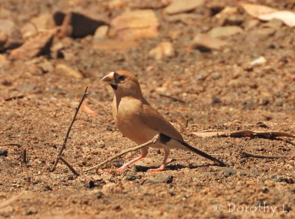 Masked Finch (Poephila personata)