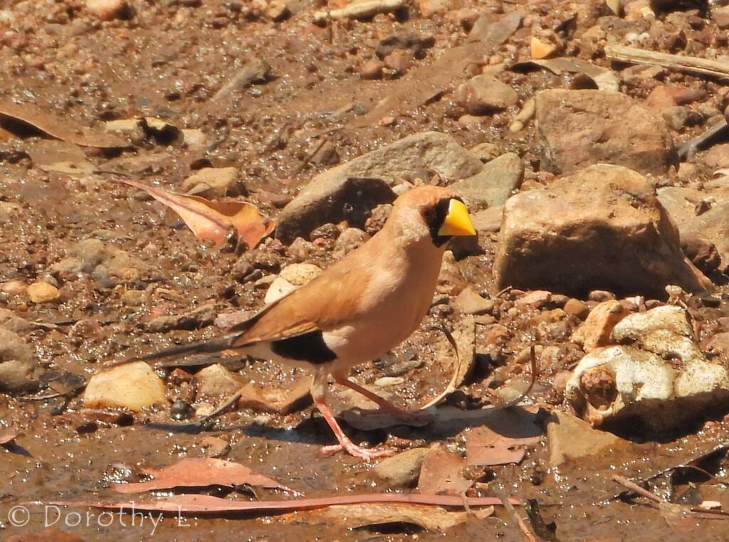 Masked Finch (Poephila personata)
