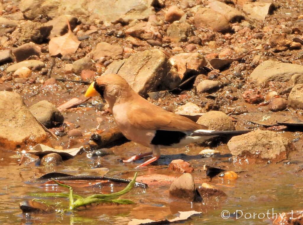 Masked Finch (Poephila personata)