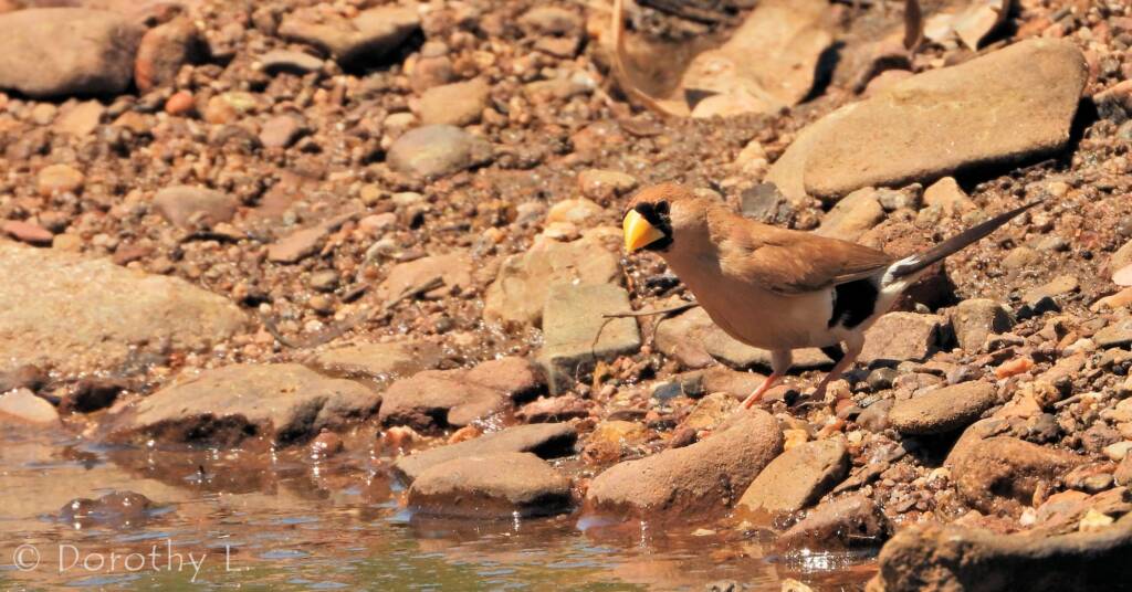 Masked Finch (Poephila personata)