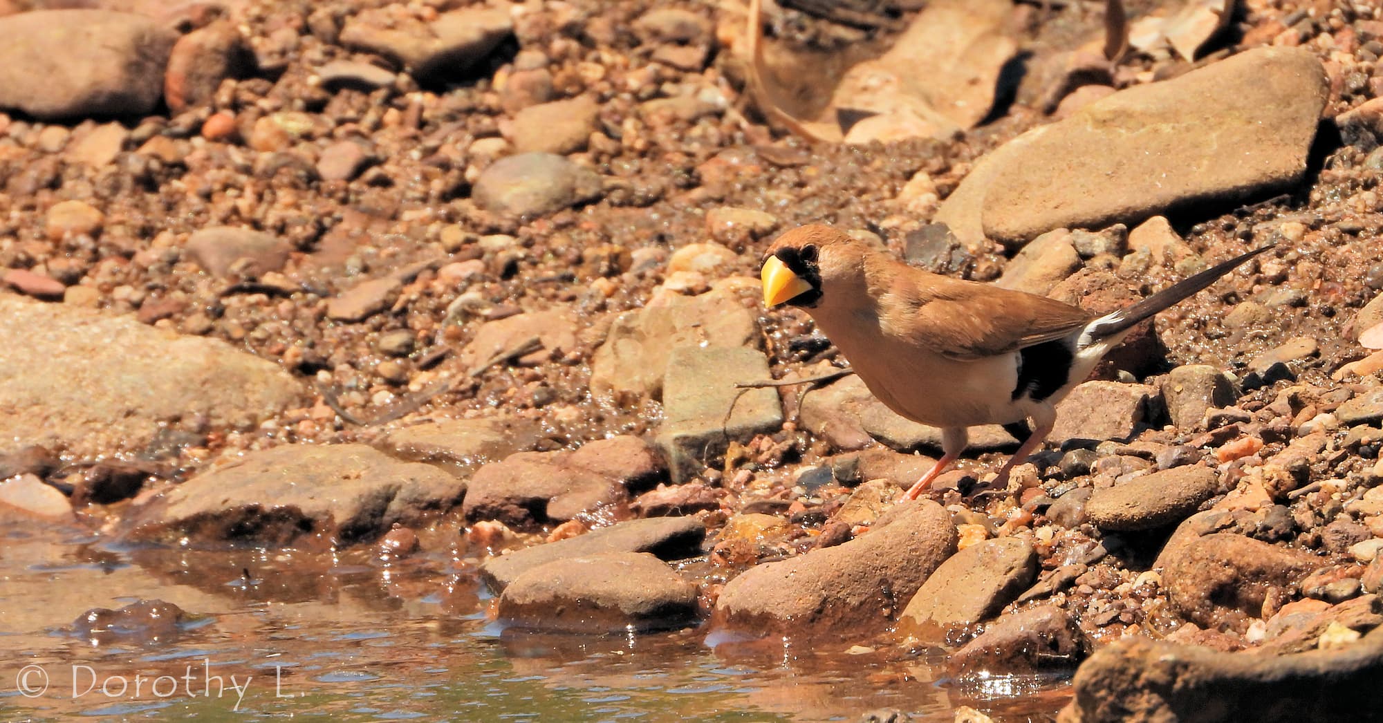 Masked Finch (Poephila personata)