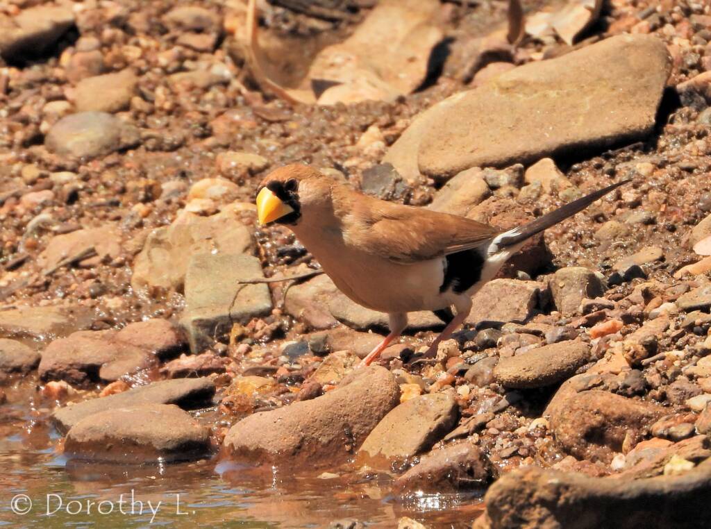 Masked Finch (Poephila personata)