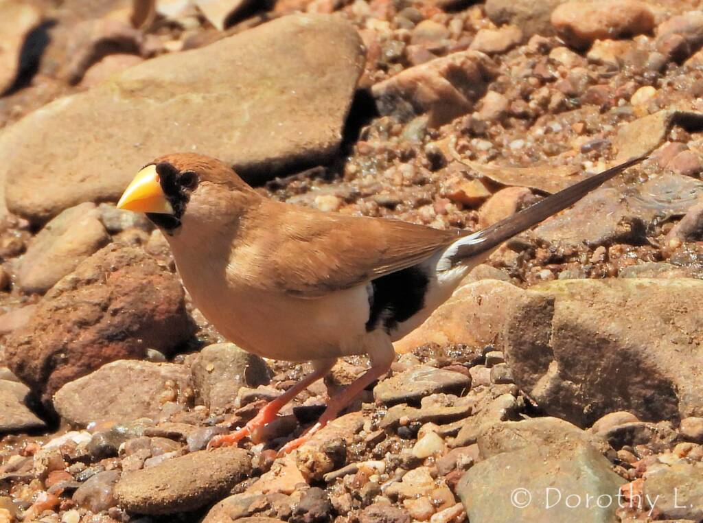 Masked Finch (Poephila personata)